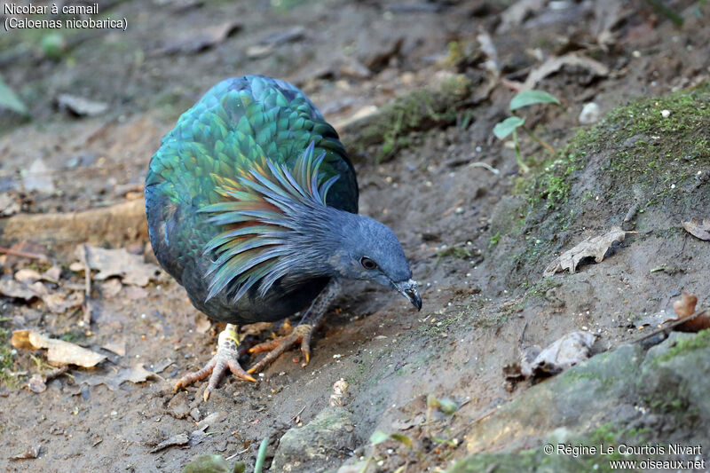 Nicobar Pigeon