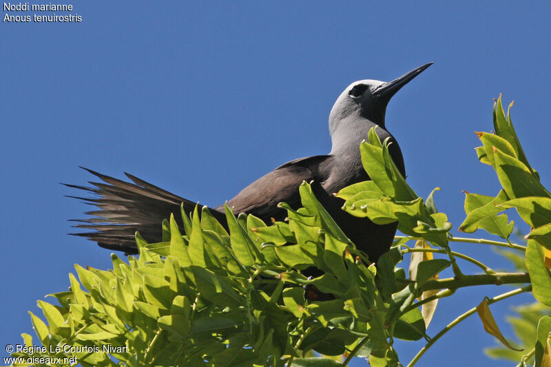 Lesser Noddy