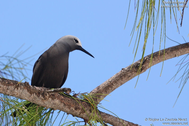 Lesser Noddy