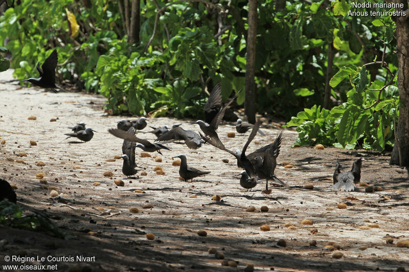 Lesser Noddy