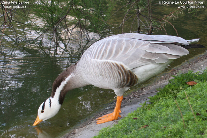 Bar-headed Goose