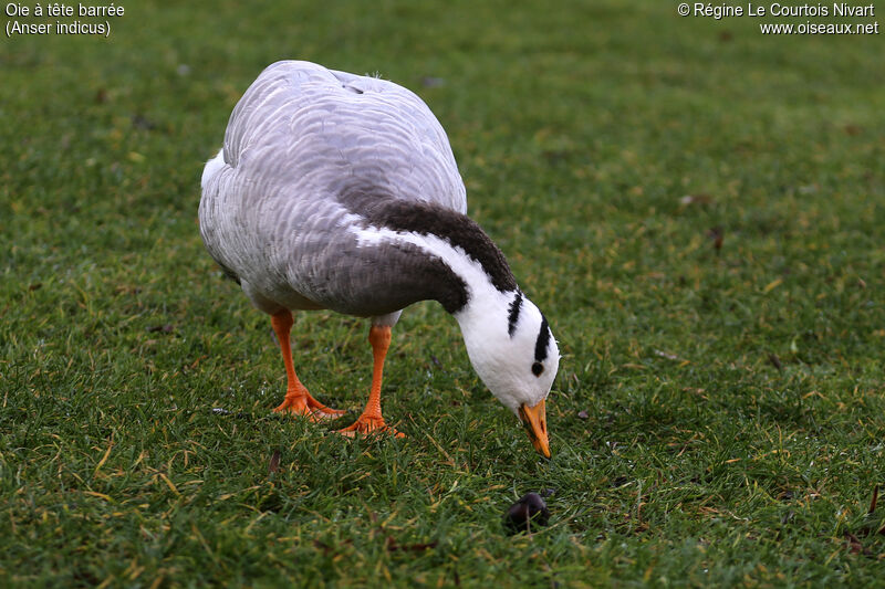 Bar-headed Goose