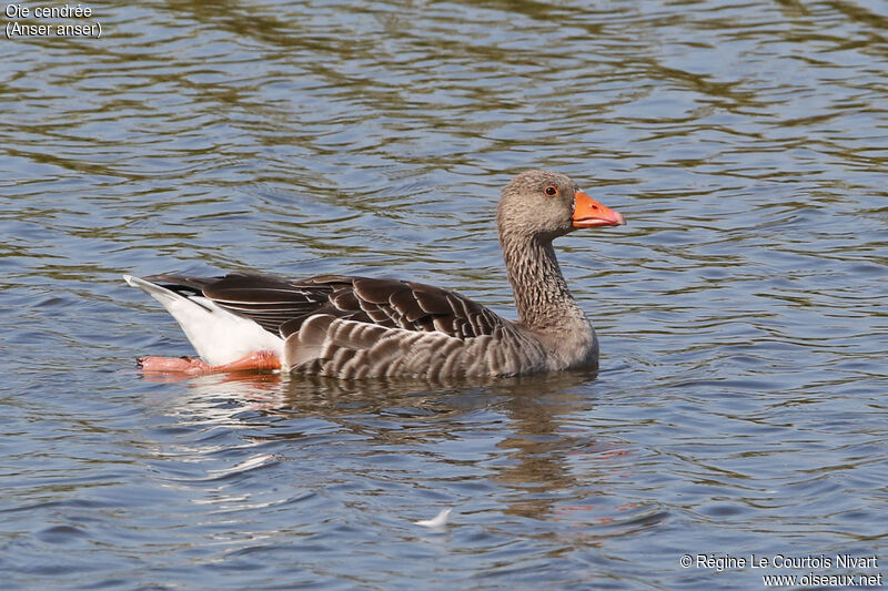 Greylag Goose