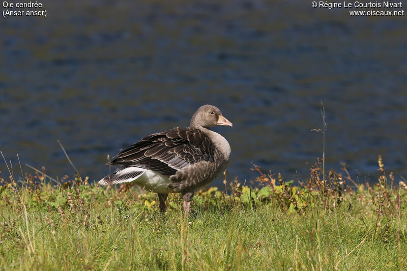 Greylag Goose