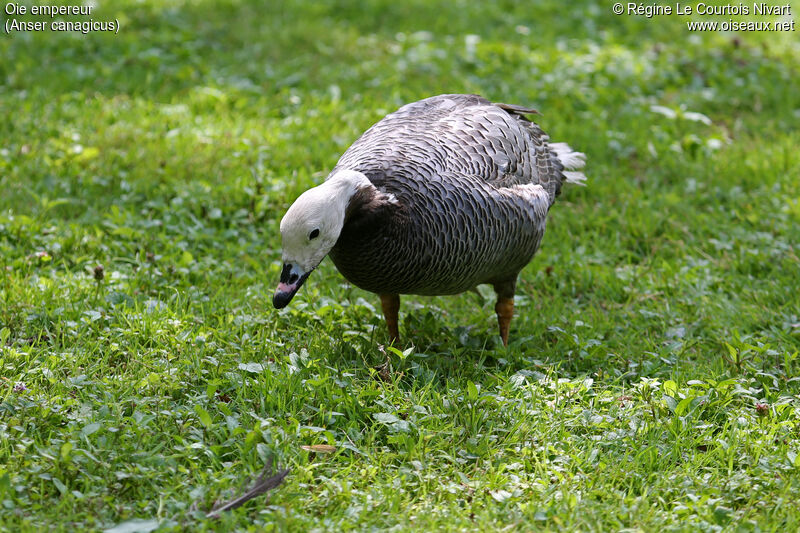 Emperor Goose