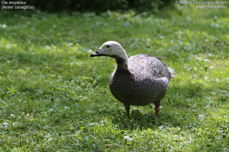 Emperor Goose