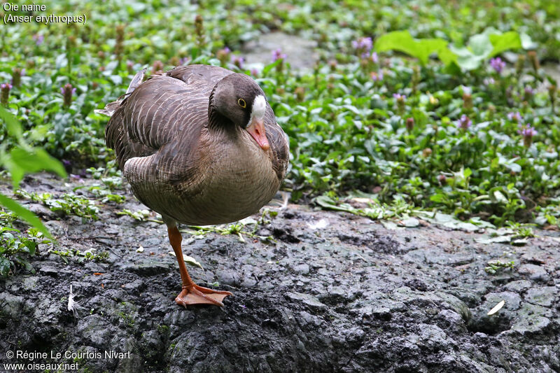 Lesser White-fronted Goose