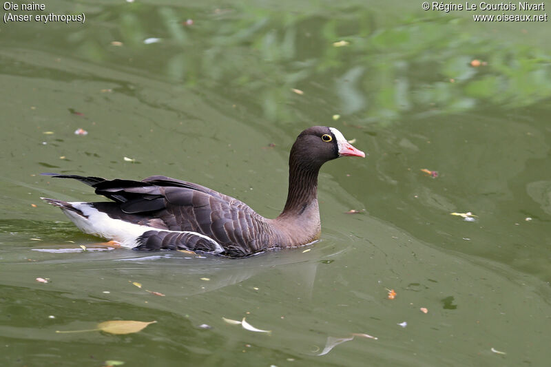 Lesser White-fronted Goose