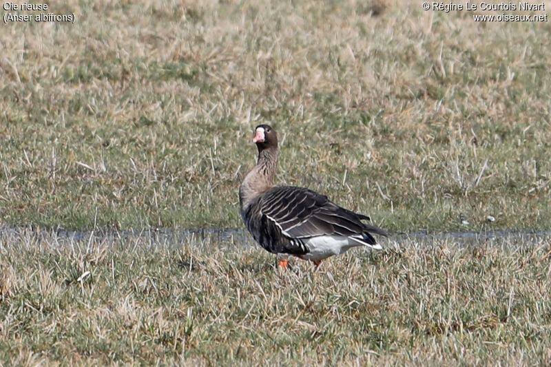 Greater White-fronted Goose