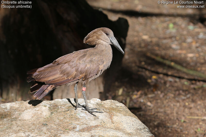 Hamerkop