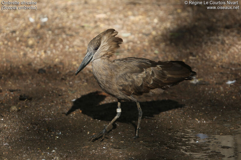 Hamerkop