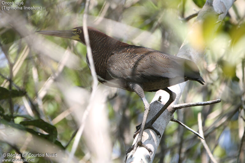 Rufescent Tiger Heron