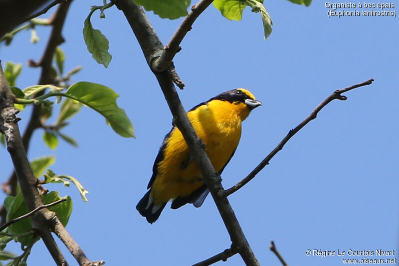 Thick-billed Euphonia