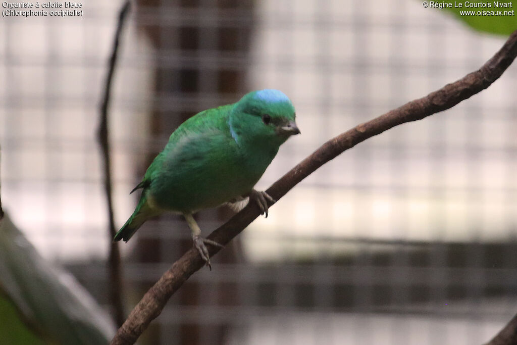 Organiste à calotte bleue