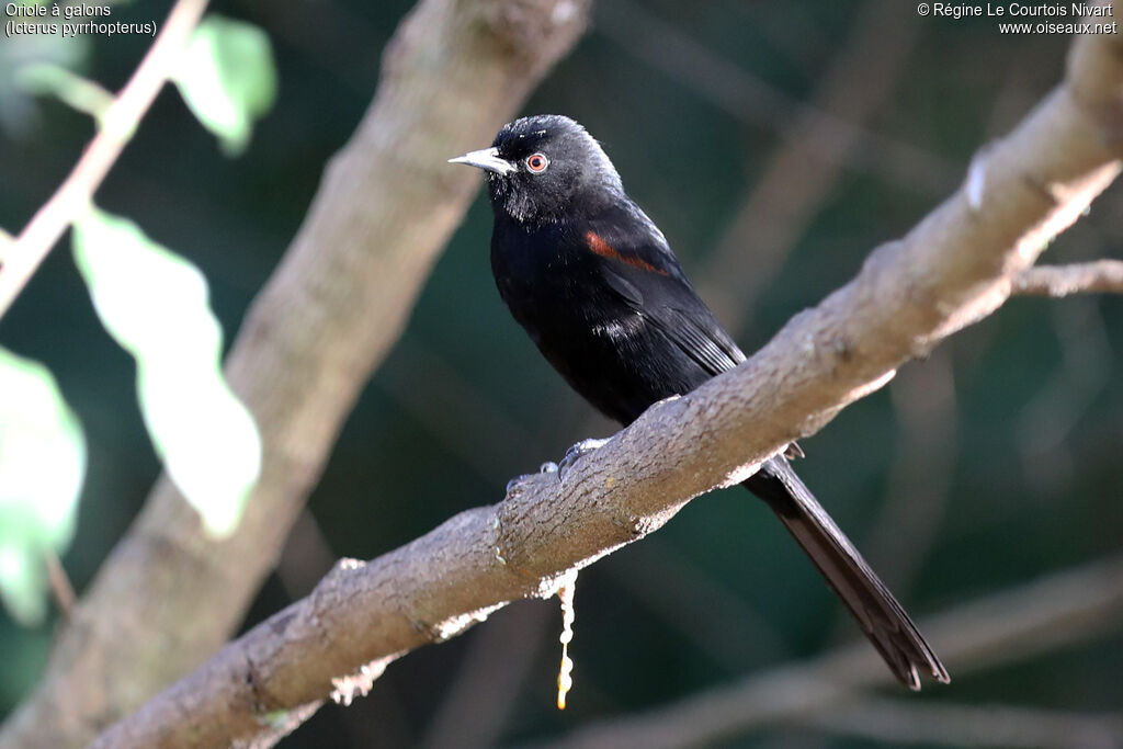 Oriole à galons - Oriole variable<br />