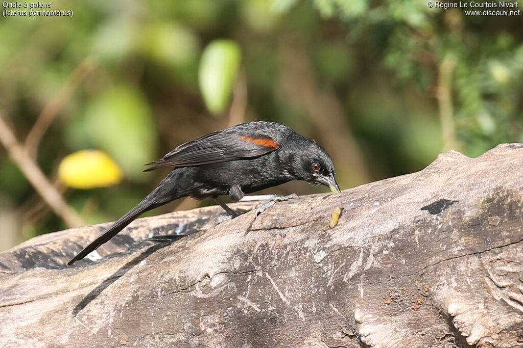 Oriole à galons - Oriole variable<br />