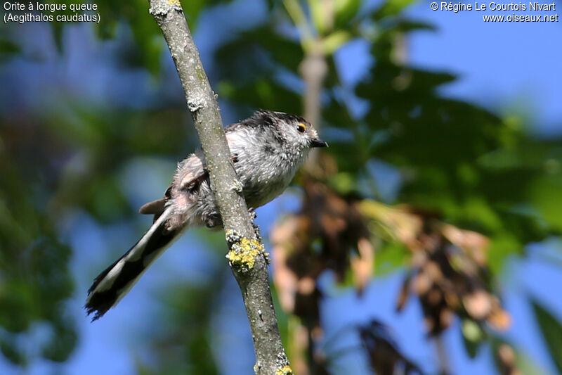 Long-tailed Tit