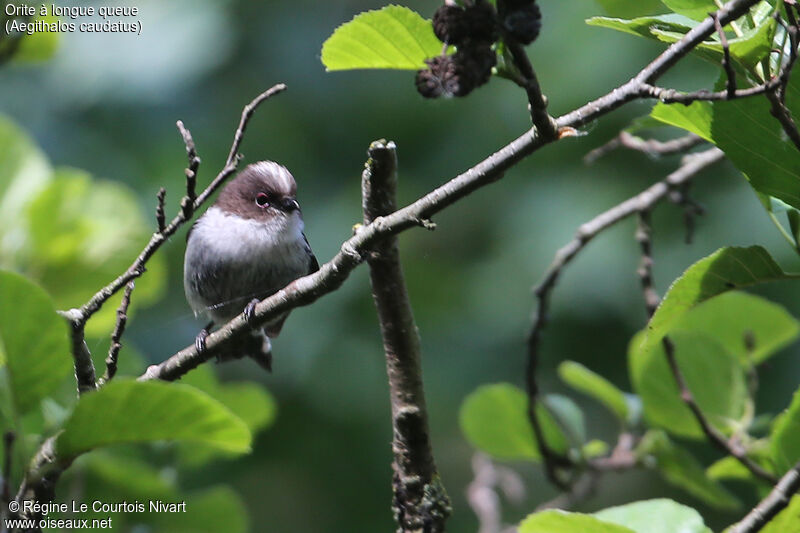 Long-tailed Titjuvenile