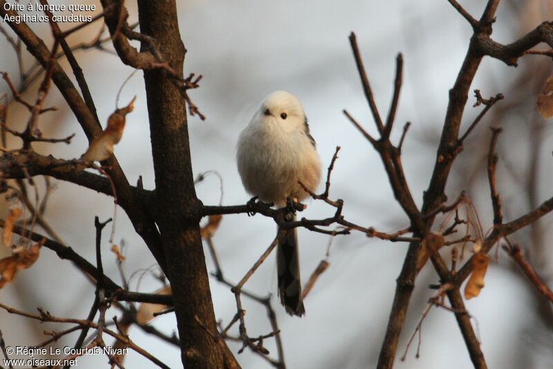 Long-tailed Tit