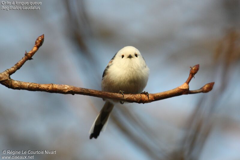 Long-tailed Tit