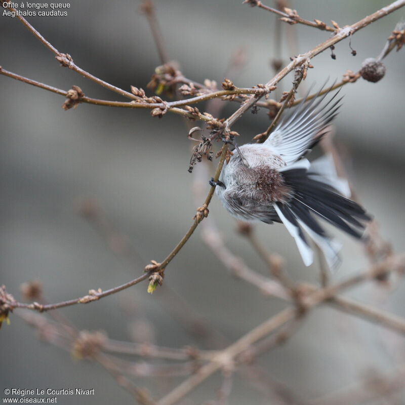 Long-tailed Tit