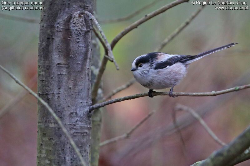 Long-tailed Tit