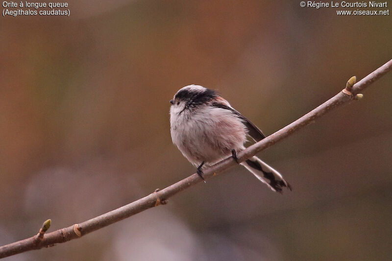 Long-tailed Tit