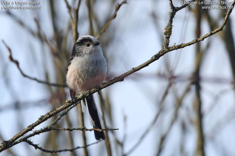 Long-tailed Tit