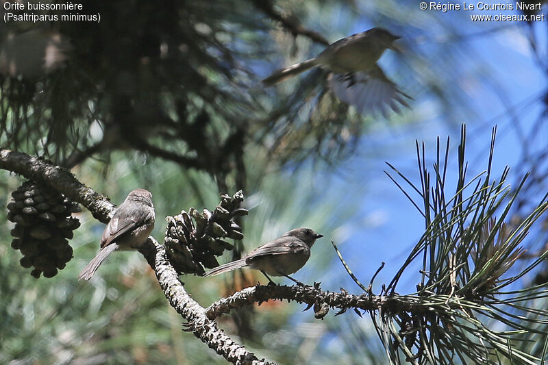 American Bushtit