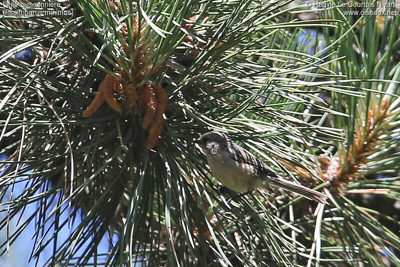 American Bushtit