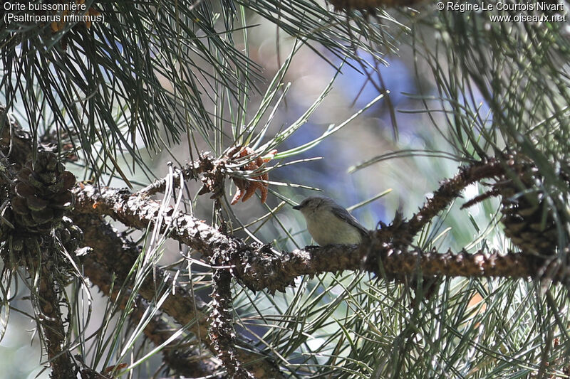 American Bushtit