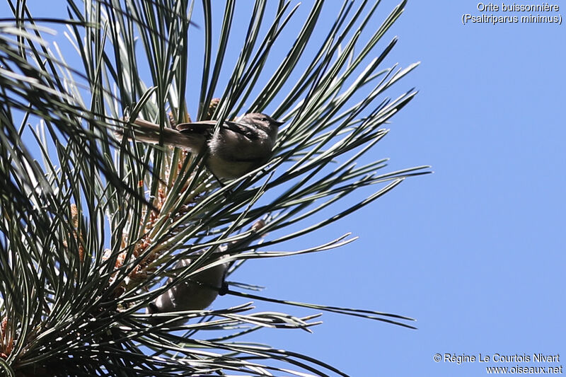 American Bushtit