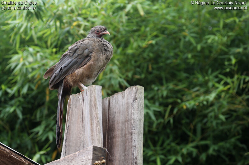 Chaco Chachalaca