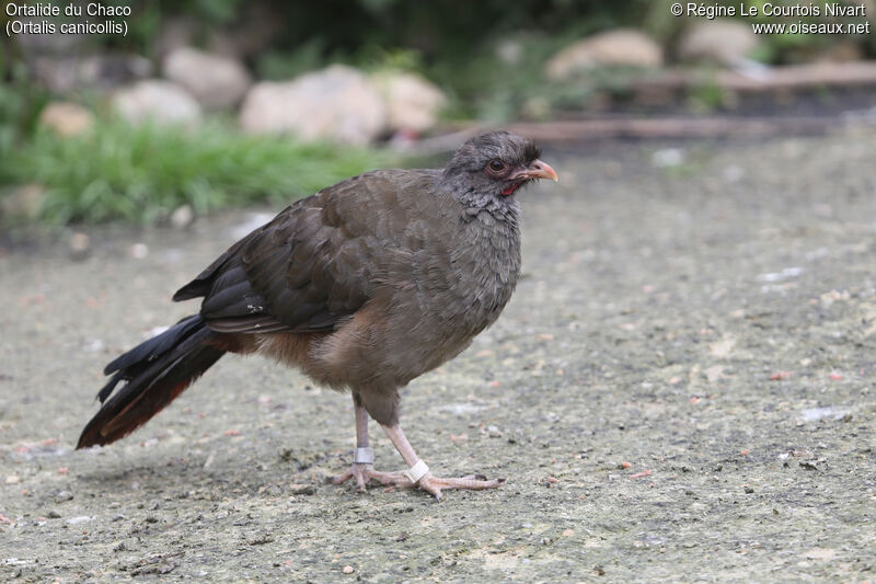 Chaco Chachalaca