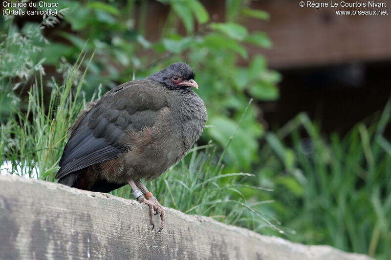 Chaco Chachalaca