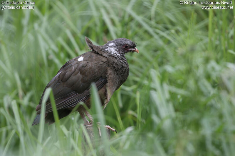 Chaco Chachalaca