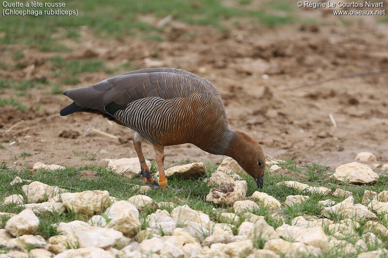 Ruddy-headed Goose