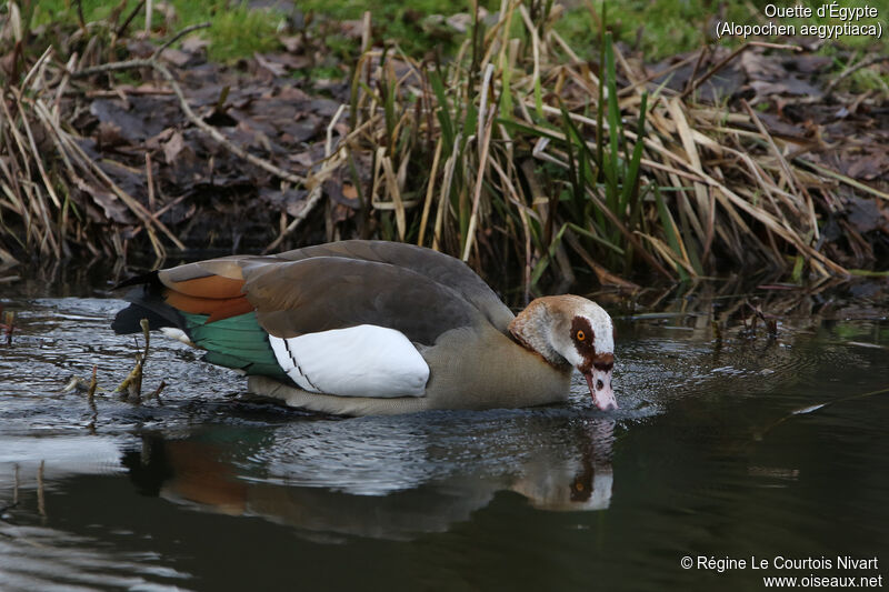 Egyptian Goose