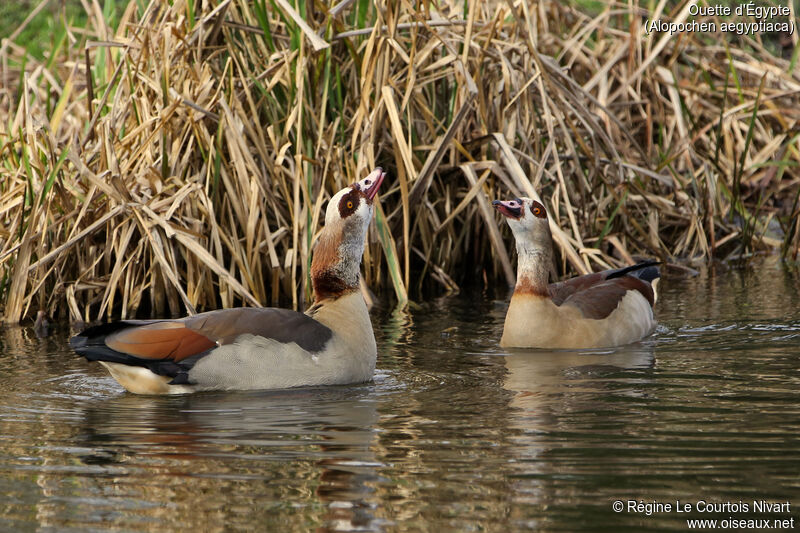 Egyptian Goose