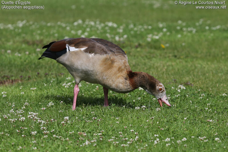 Egyptian Goose