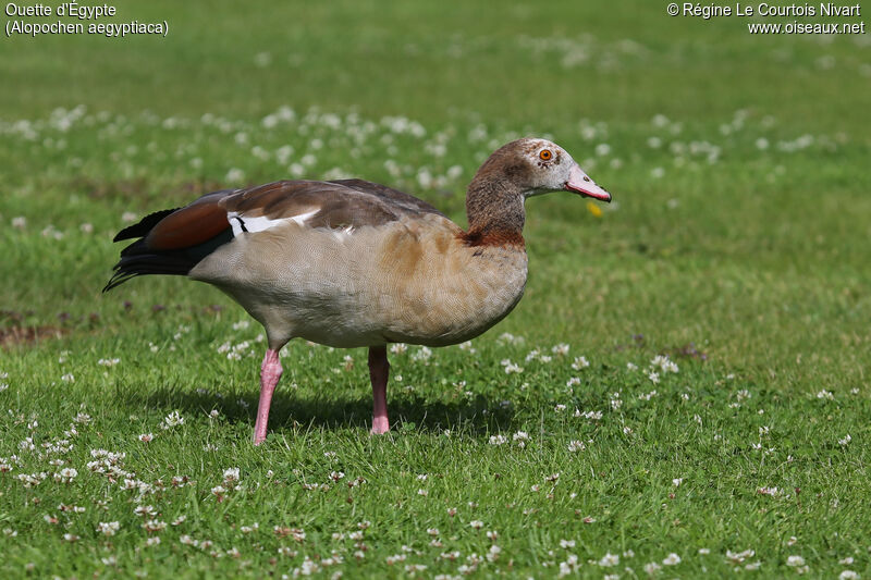 Egyptian Goose