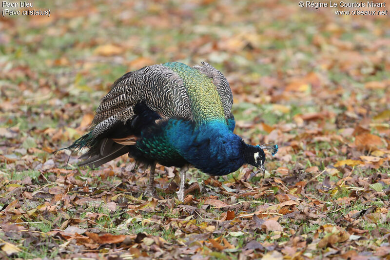 Indian Peafowl