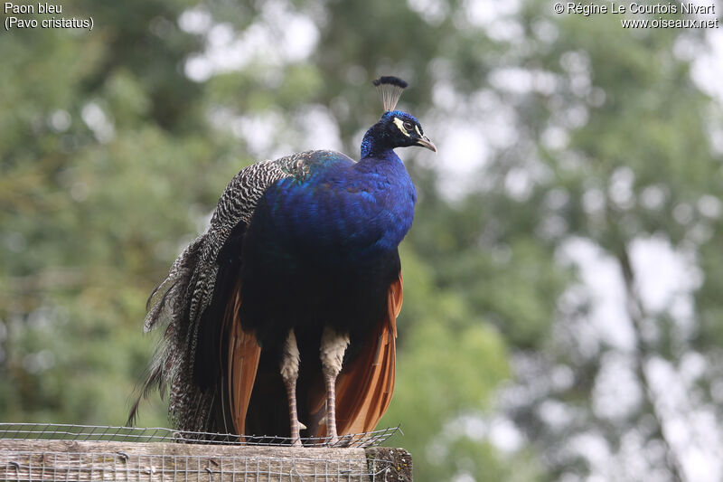 Indian Peafowl