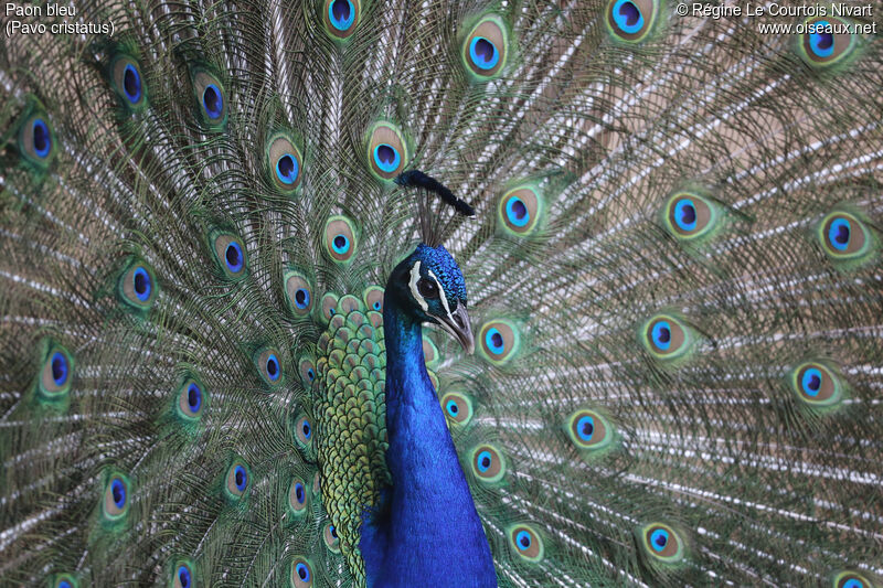 Indian Peafowl