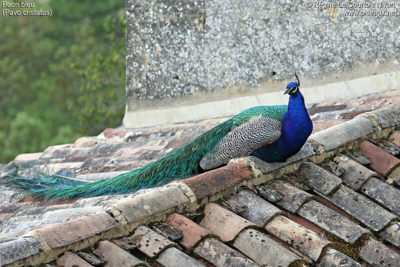 Indian Peafowl