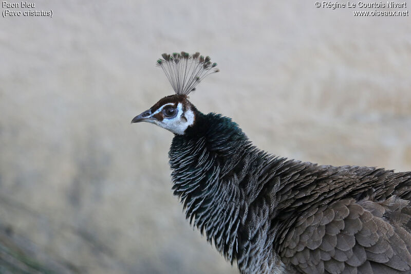 Indian Peafowl