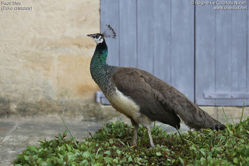 Indian Peafowl