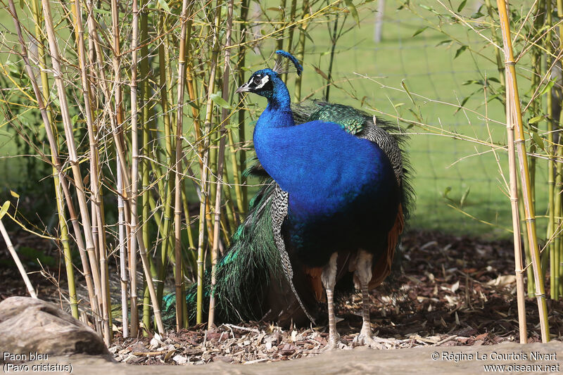 Indian Peafowl