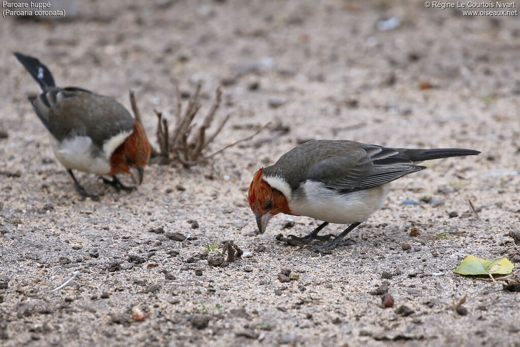Paroare huppéimmature