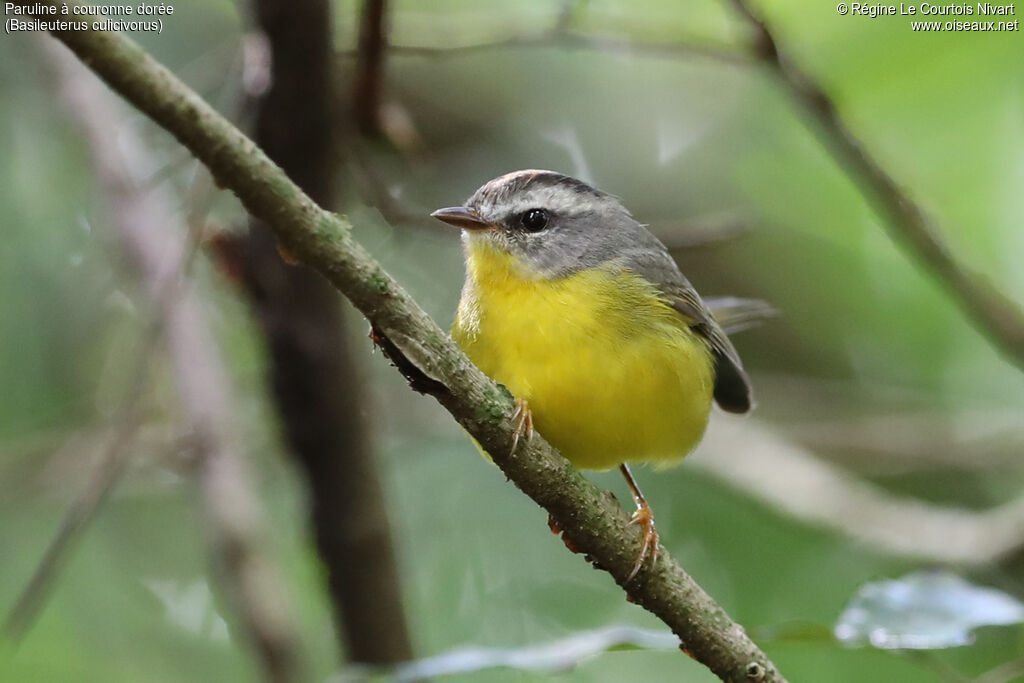 Paruline à couronne dorée